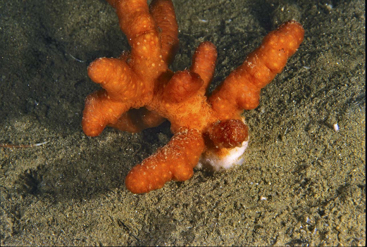 Alcyonium sp.